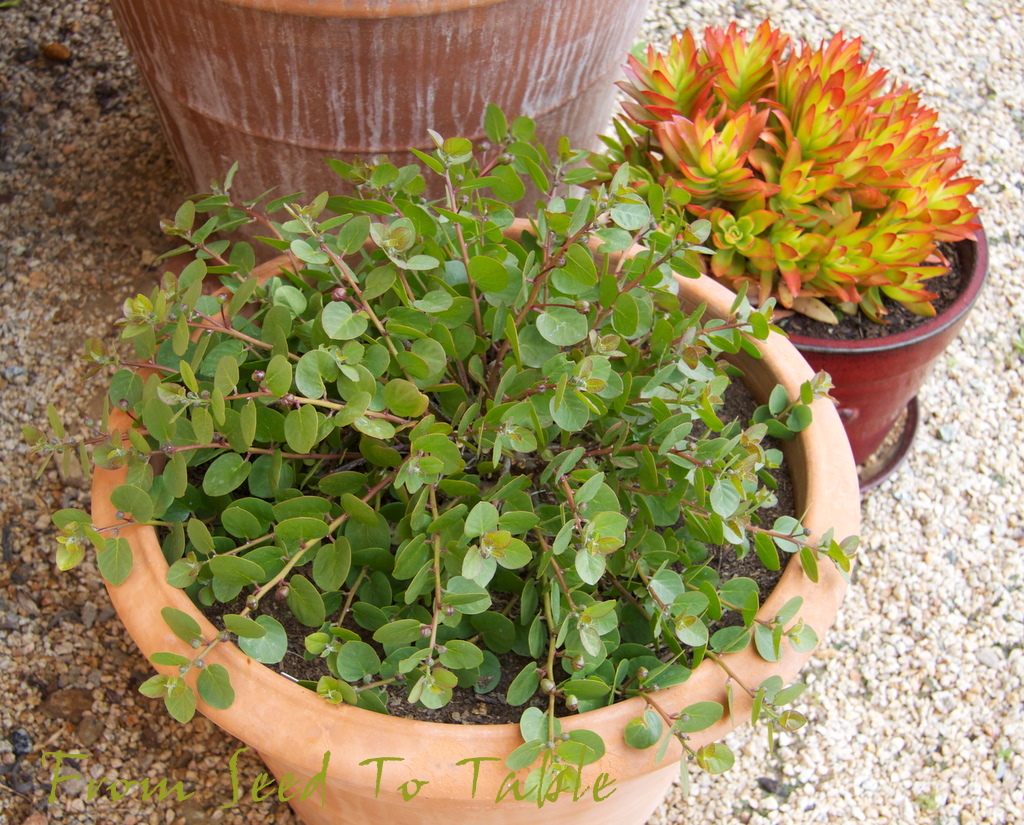 From Seed To Table Capers