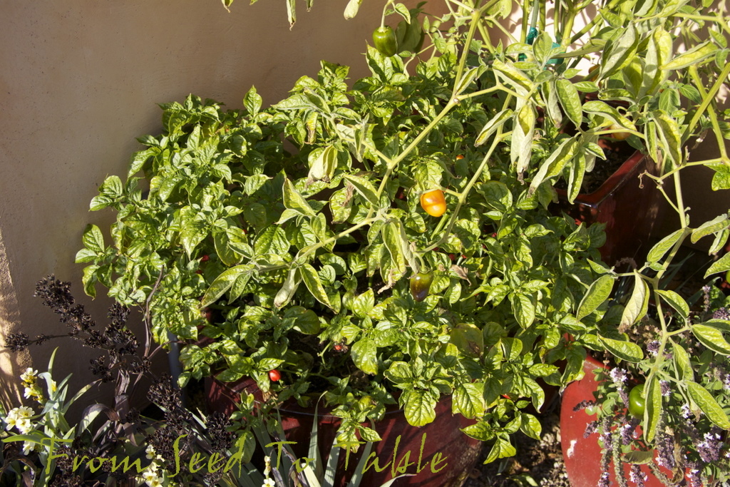 From Seed To Table The Pepper Survival Report