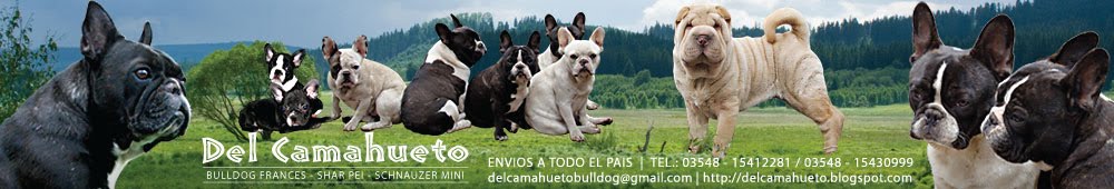 Del Camahueto SHAR PEI