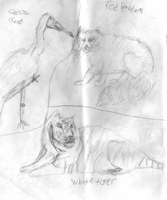 Sketches made by Matthew Riccetti at the Cincinnati Zoo in 2009. Sketches made by Matthew Riccetti at the Cincinnati Zoo in 2009.