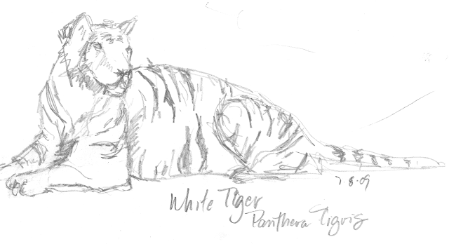 Sketch of a White tiger by Kelly Riccetti at the Cincinnati Zoo in 2009. The White Tigers were very cooperative and lounged in front of us! Sketch of a White tiger by Kelly Riccetti at the Cincinnati Zoo in 2009. The White Tigers were very cooperative and lounged in front of us!