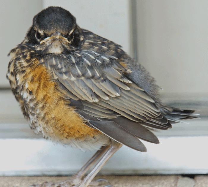 Red and the Peanut A fierce baby robin knocking at my door...