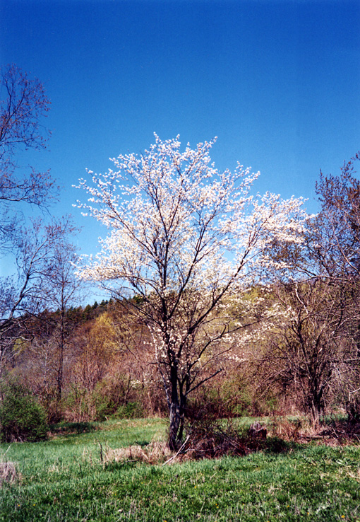 [Amelanchier.jpg]