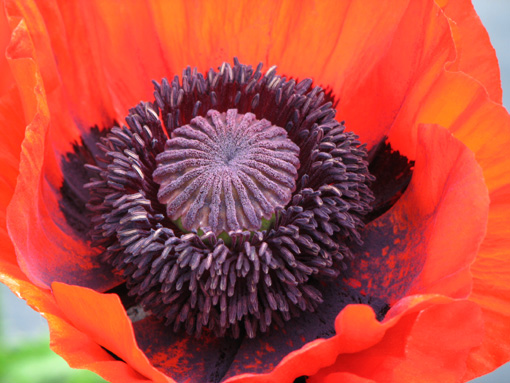 [Papaver+orientale+Prince+of+Orange.jpg]