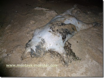 montauk_monster_criptozoologia_Mistero_mostro_image_foto_Picture_immagine_foto