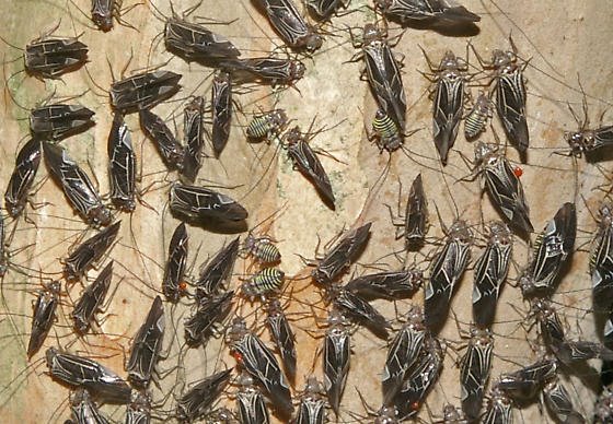 [Colony_Bug_Horde_Giant_Insects_Image_Picture_Immagine_Insetti_mostruosi.jpg]
