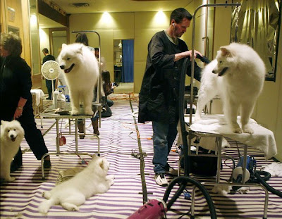 Westminster Kennel Club Dog Show