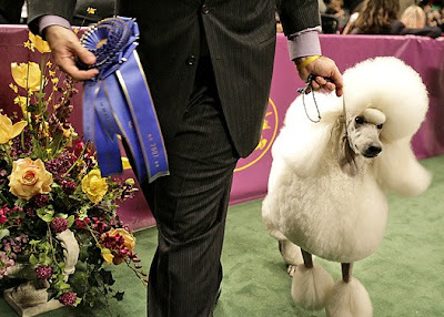 Westminster Kennel Club Dog Show