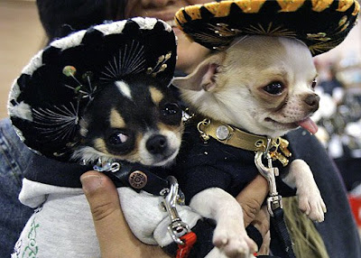 Westminster Kennel Club Dog Show