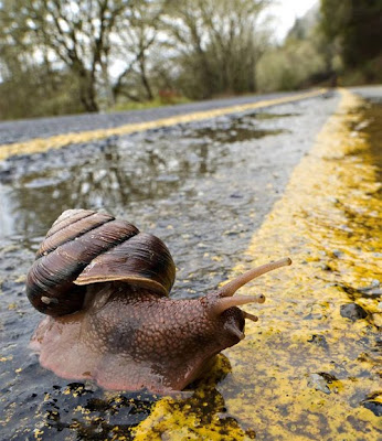 Snail Snail