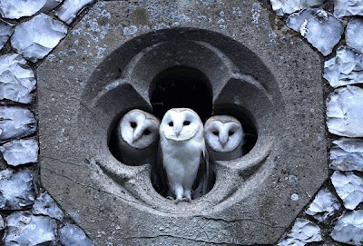 Owl Owl