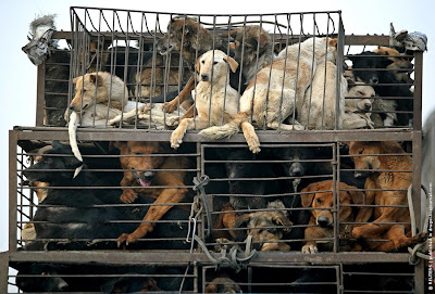 China Dog food market