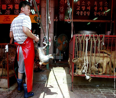 Dog market in South Korea