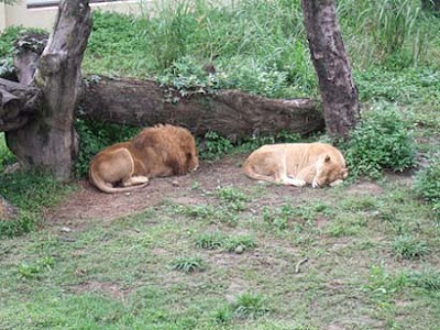 Sleeping animals photo