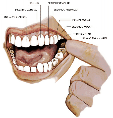 Nombre+De+Los+Dientes+Humanos mangalard.blogspot.com: Conoce los nombres de tus dientes