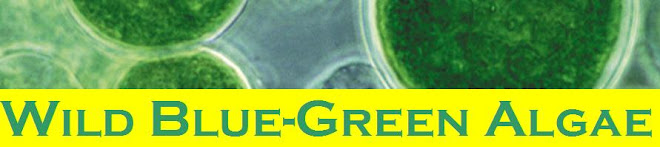 Wild Blue-Green Algae