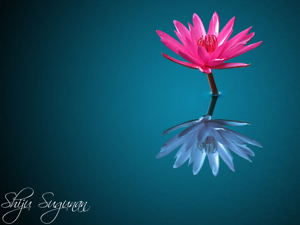 [bloom.jpg]