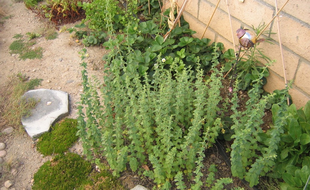 Wandering Chopsticks Vietnamese Food, Recipes, and More Oregano and