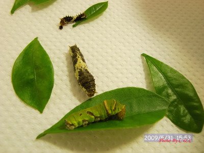 [20090528_132.JPG]