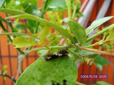 [20090528_118.JPG]