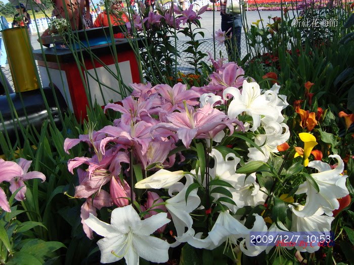 [20091207新社花海節_153.JPG]