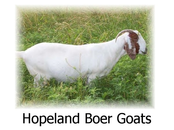 Hopeland Boer Goats