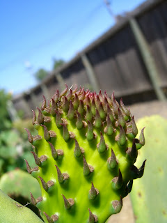 nopales