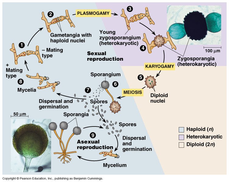 VEGETATIVE REPRODUCTION Biotechnology