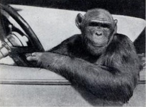 [macaco+ao+volante.jpg]