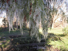 Plantación