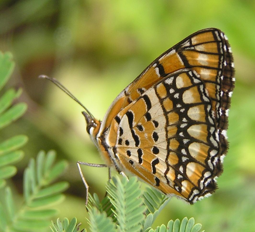 [butterfly1.jpg]