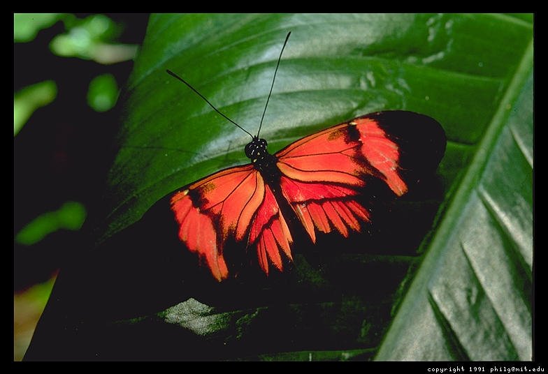 [butterfly2.bmp]
