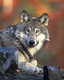 [220px-Canis_lupus_laying.jpg]