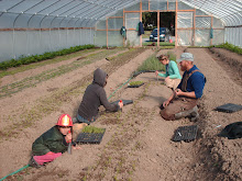 Planting a tunnel to winter greens