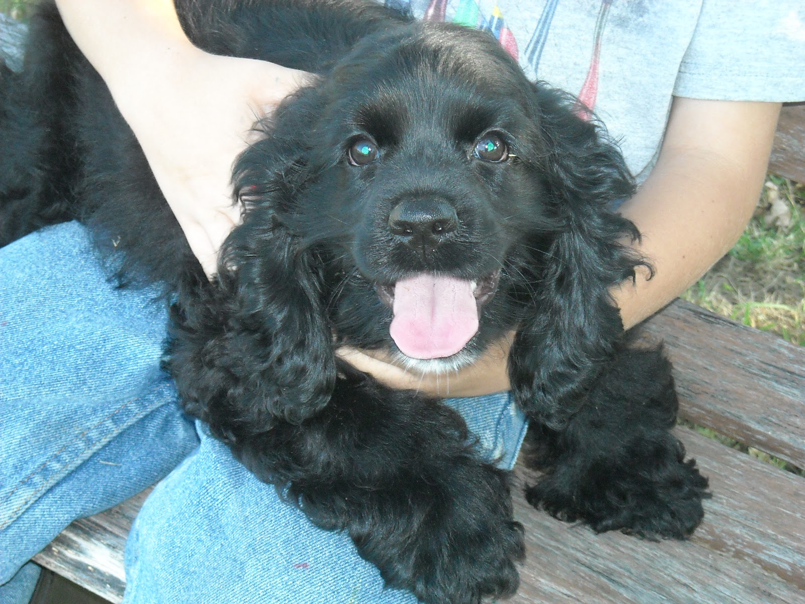 Bremer Cocker Spaniels AKC Black Cocker Spaniel Male 12 weeks old