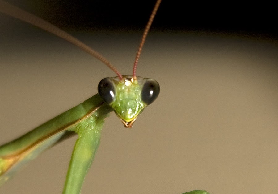 My World Night of the Living Mantis