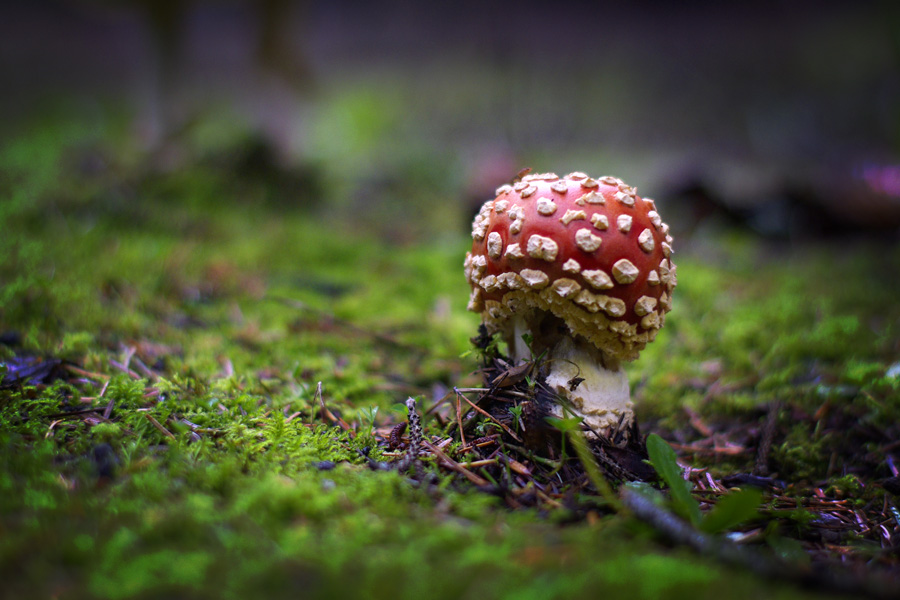 Giant Oregon Mushroom