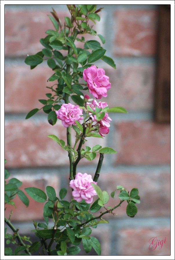 Cajun Gardening Peggy Martin Climber Katrina Rose