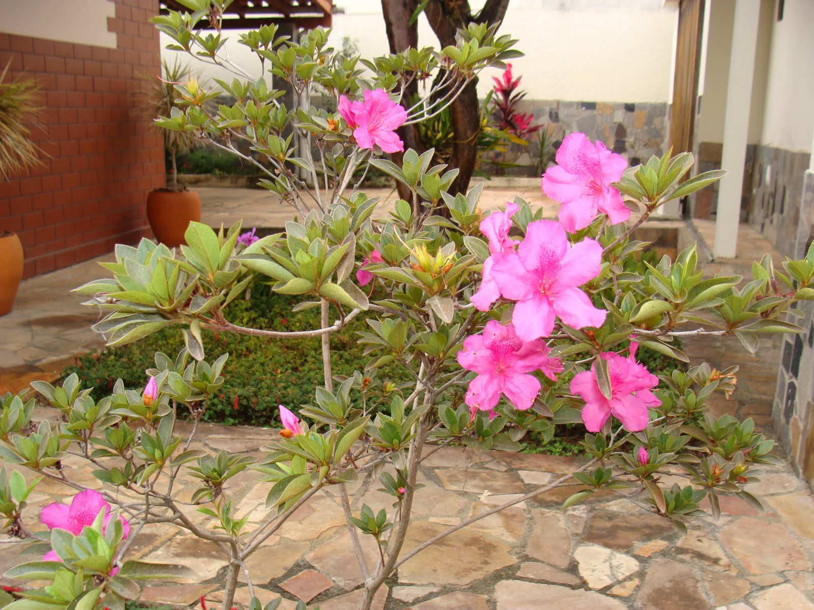 flores para jardim de inverno:Jardim Natureza: Flôres de Inverno flores para jardim de inverno:Jardim Natureza: Flôres de Inverno