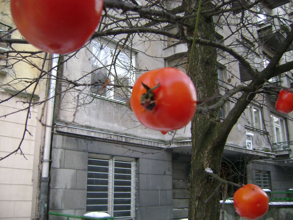 [DSC04378.JPG]