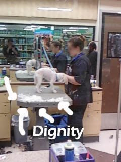 PetSmart shaved dog PetSmart dog shave