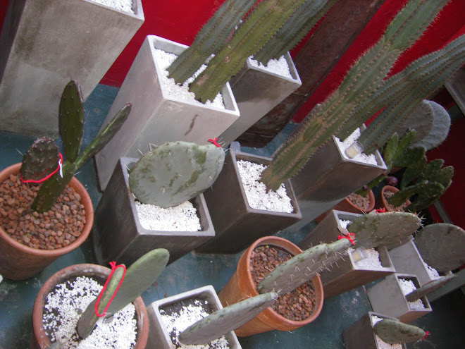 Conjunto de cactus de diversas especies