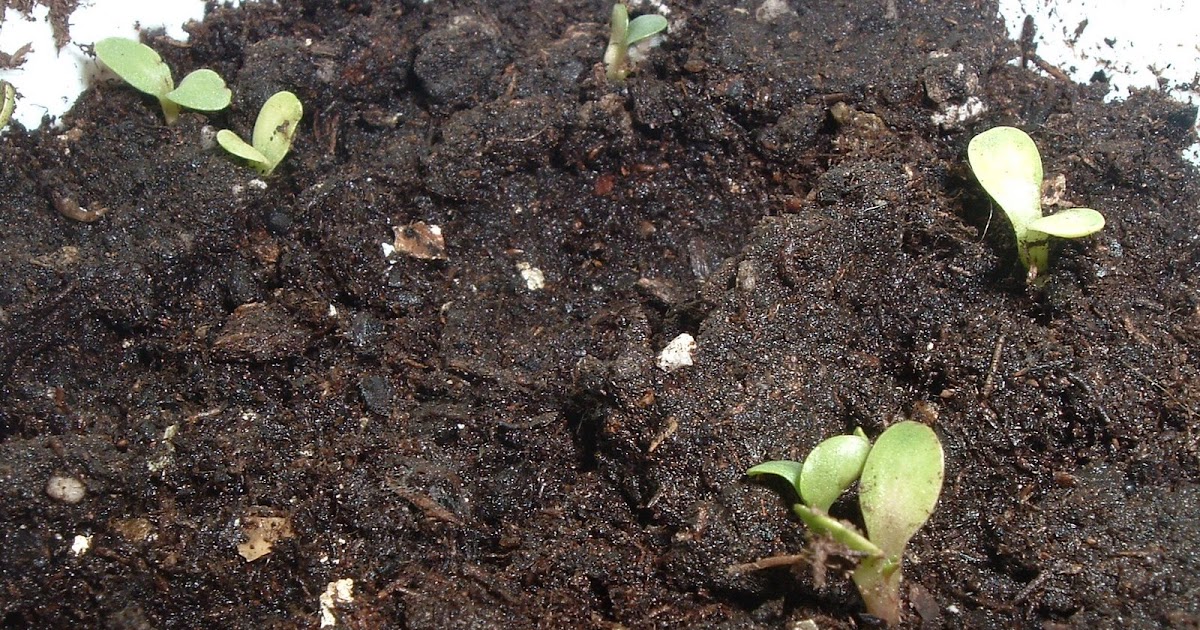 Toronto gardening all year round Echinacea purpurea sprouts