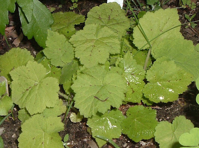 [Photo: Tiarella cordifolia foliage.]