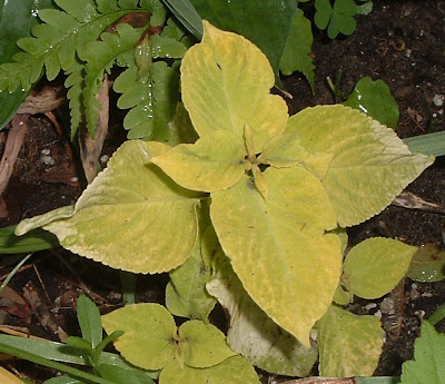 [Photo: Solenostemon scutellaroides 'Wizard Mix', chartreuse variety.]