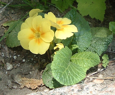 [Photo: Primula hybrida.]
