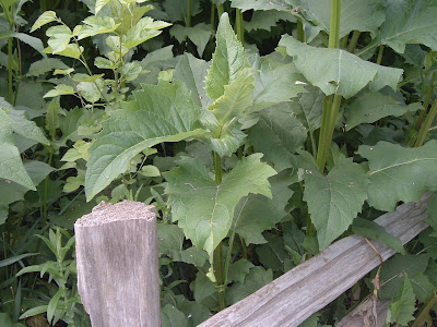 [Photo: Silphium perfoliatum foliage showing 'cup' formed where leaves join stem.]