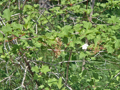 [Photo: foliage of Viburnum trilobum.]