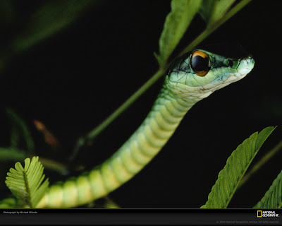 hair snake-wallpaper wallpaper green. hair snake-wallpaper