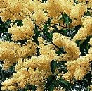 Plant Lilac Primrose Pale Yellow House Potted Garden Yellows Fragrant Blooms Gardens Perfume Spring